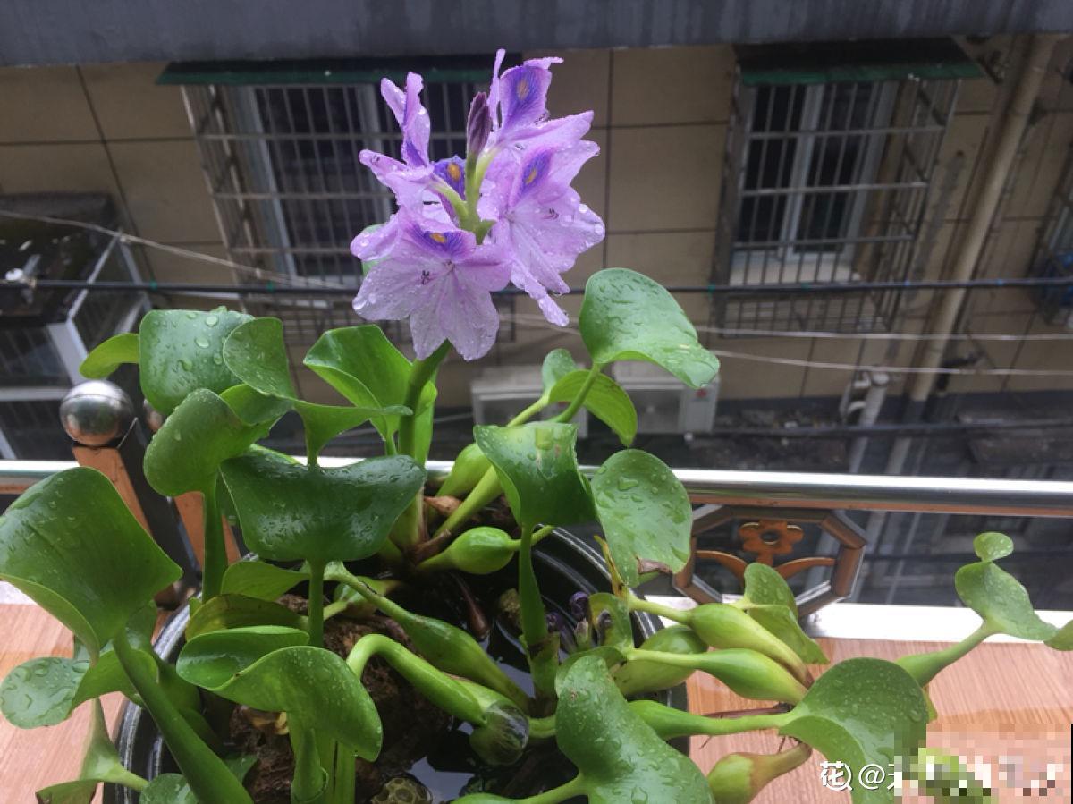 南方泛滥的花,北方人“爱不释手”,太“拉仇恨”了 南方泛滥的花,北方人“爱不释手”,太“拉仇恨”了