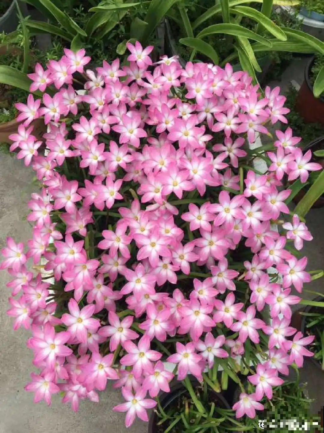 养花大神的爆花技巧，我给大家偷来了，赶紧学