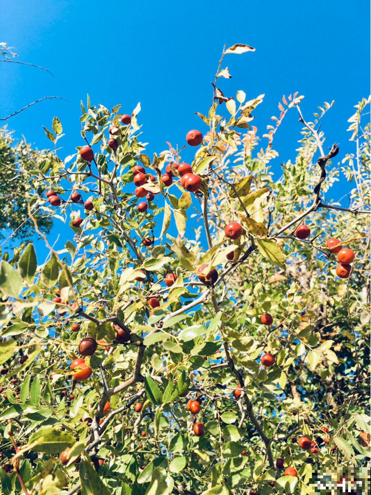 山东也是水果之乡！5种山东特色水果，你吃过几种