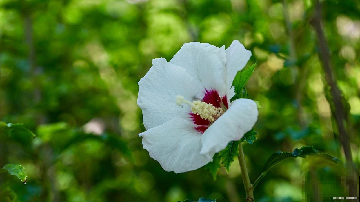 好看能吃的木槿花，多晒晒长得旺，花开的比拳头大