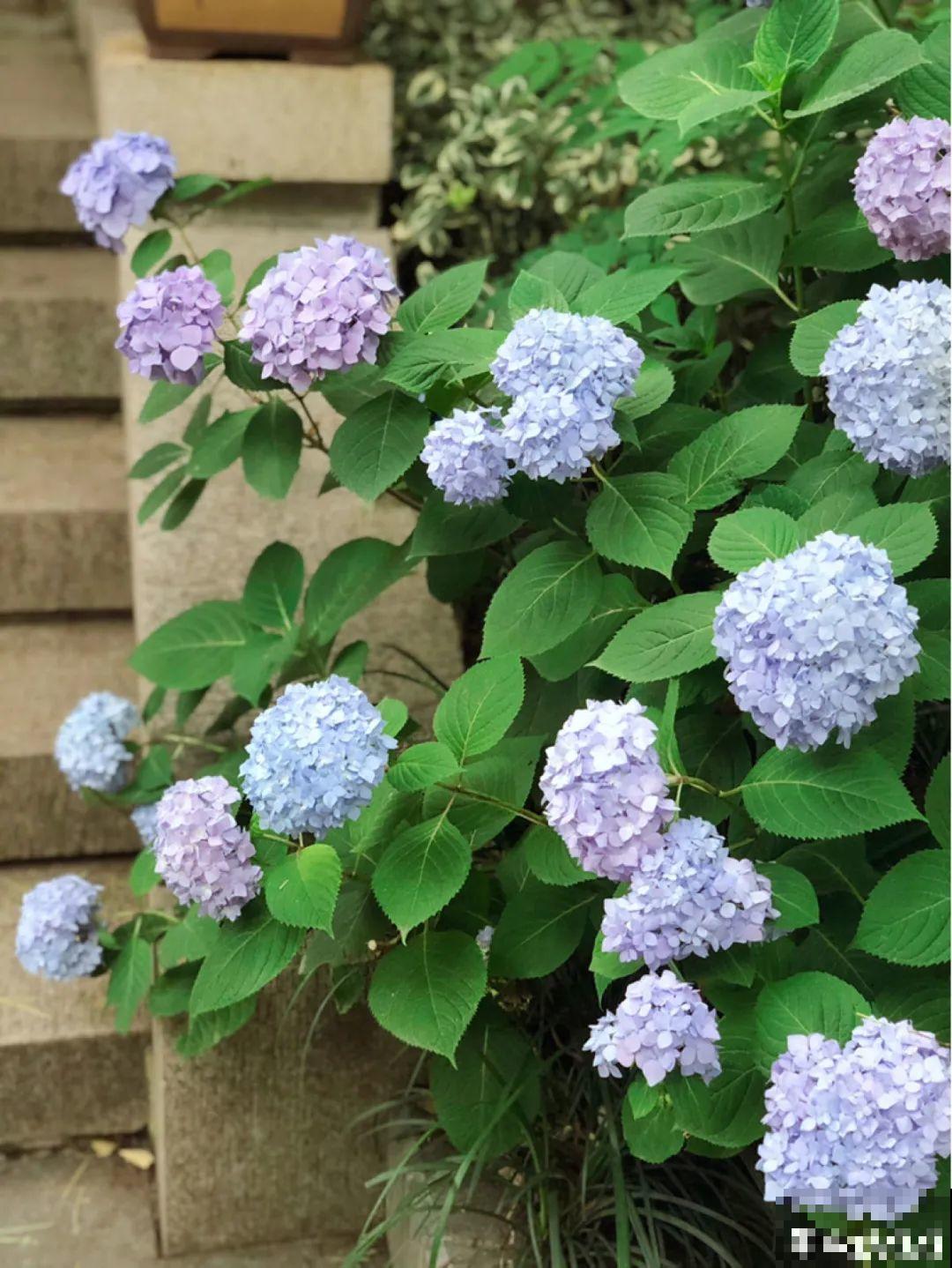 有个小院种种花，听风看雨，满眼花木