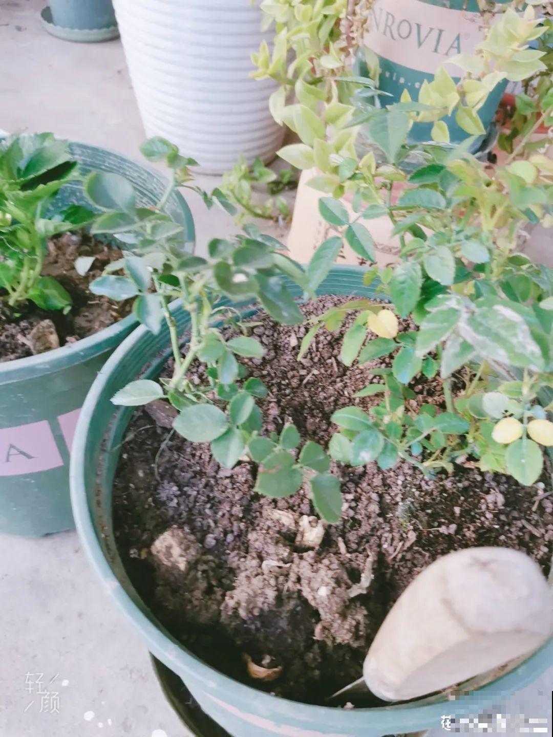 网购回家的花，一定要第一时间打开，不然都闷死了
