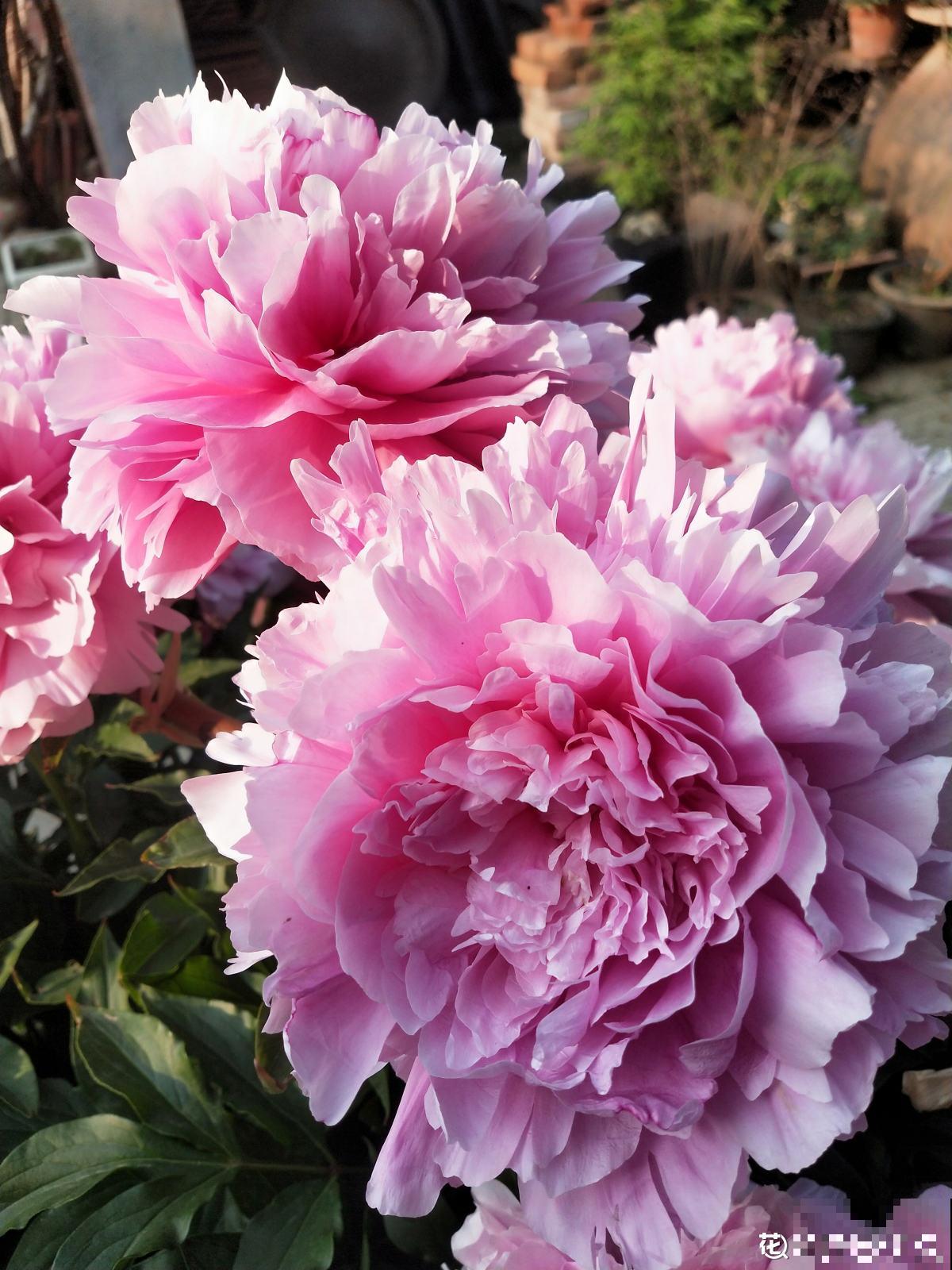 趁着秋天到，赶紧种上3种花，明天春天就能开花