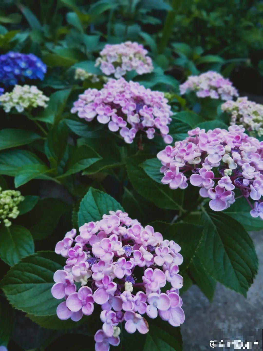 天热要修剪的花，不剪死得快，活不过夏天