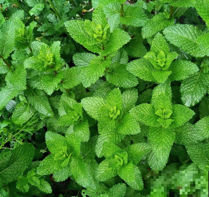 天然安全的驱蚊方法，驱蚊效果好，使用方便