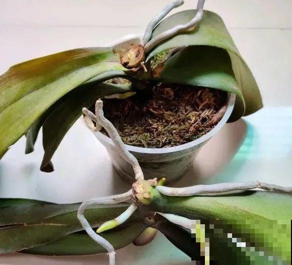 夏天看见气生根,赶紧剪下来,插土里就活 夏天看见气生根,赶紧剪下来,插土里就活