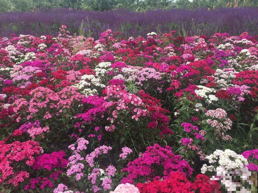 绿化带“壕”无人性，10万块的花堆一起，你认识几个？
