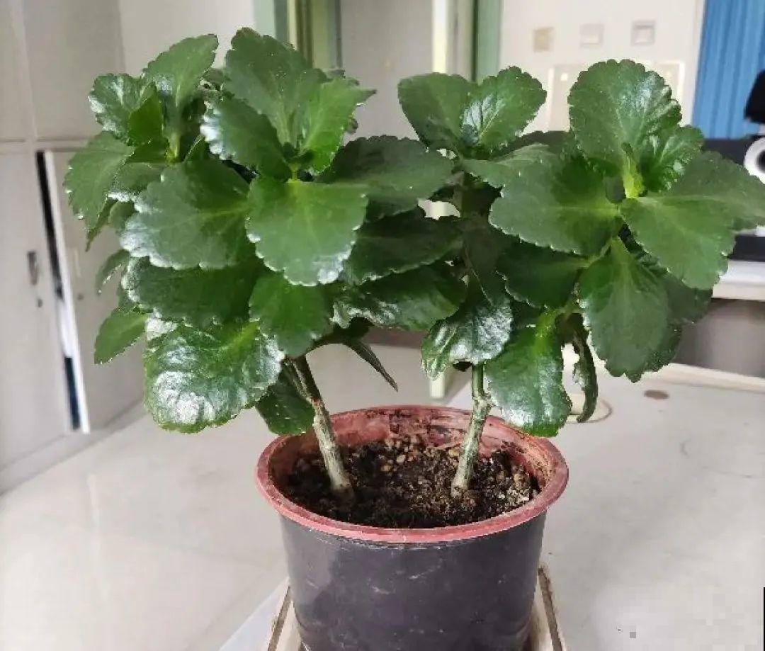 8种花夏天不能买,买回来就死,白浪费钱 8种花夏天不能买,买回来就死,白浪费钱