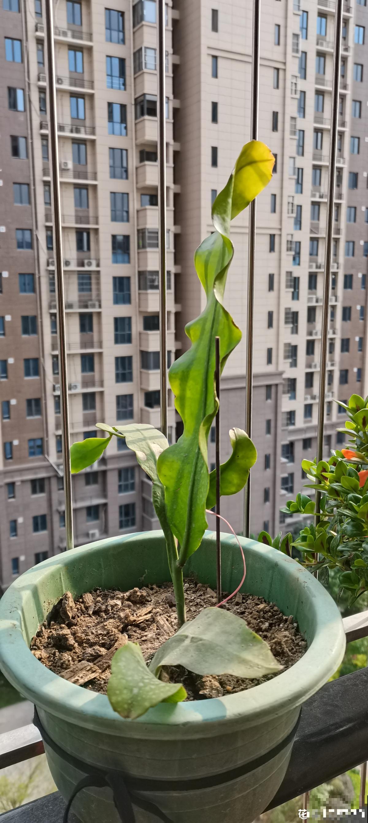 夜晚开放的昙花太美了,拿出相机记录分享,惹众人羡慕 夜晚开放的昙花太美了,拿出相机记录分享,惹众人羡慕