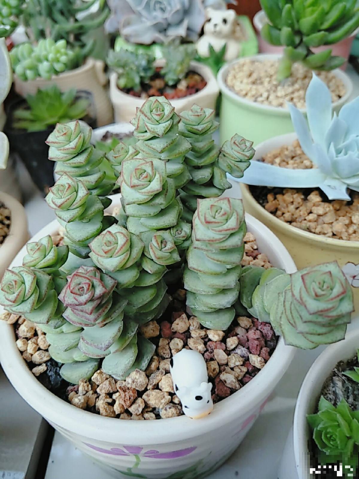 招财寓意植物大盘点，15种花养家里，有吉祥好兆头