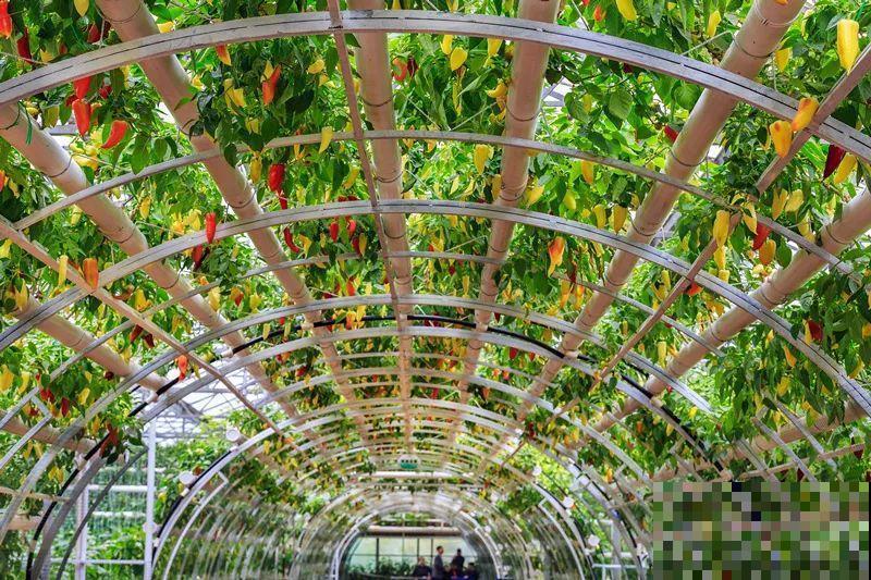 15万块钱的一个蜜瓜，到底有多好吃？