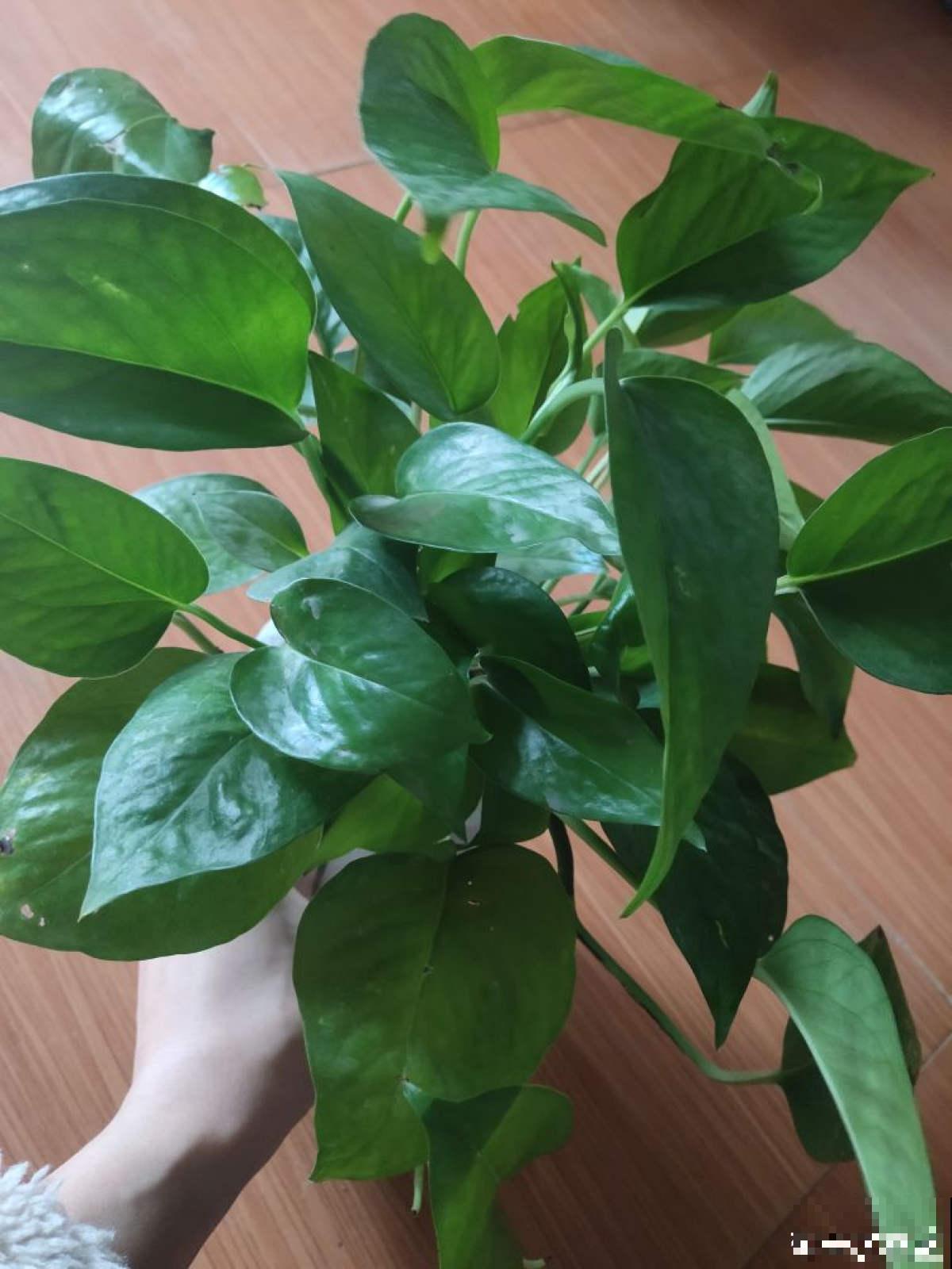 植物中的“老酒鬼”,一天一勺啤酒,叶子油亮花开爆 植物中的“老酒鬼”,一天一勺啤酒,叶子油亮花开爆