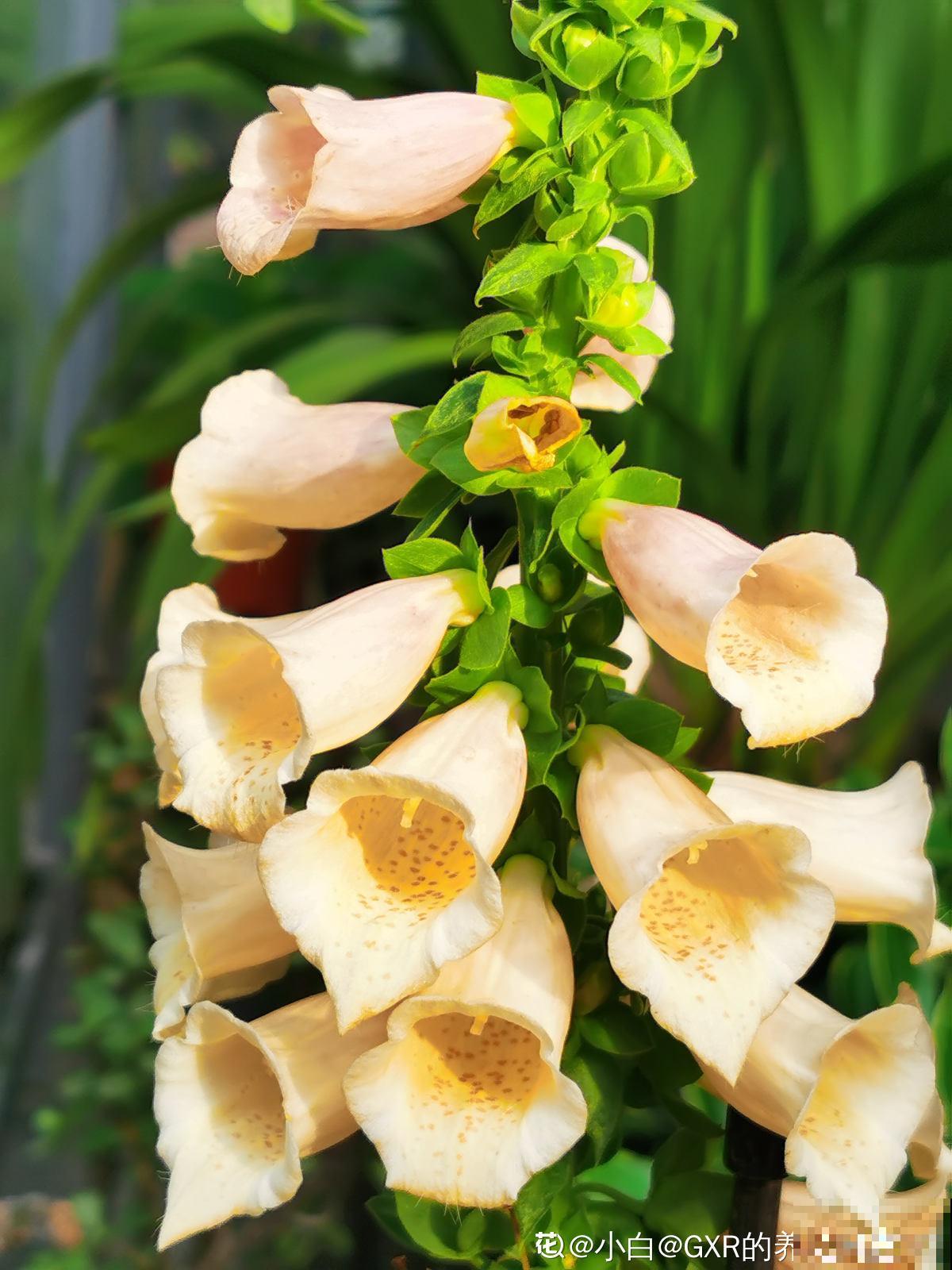 完美“蜕变”的4种花，名字太难听，开花美翻天