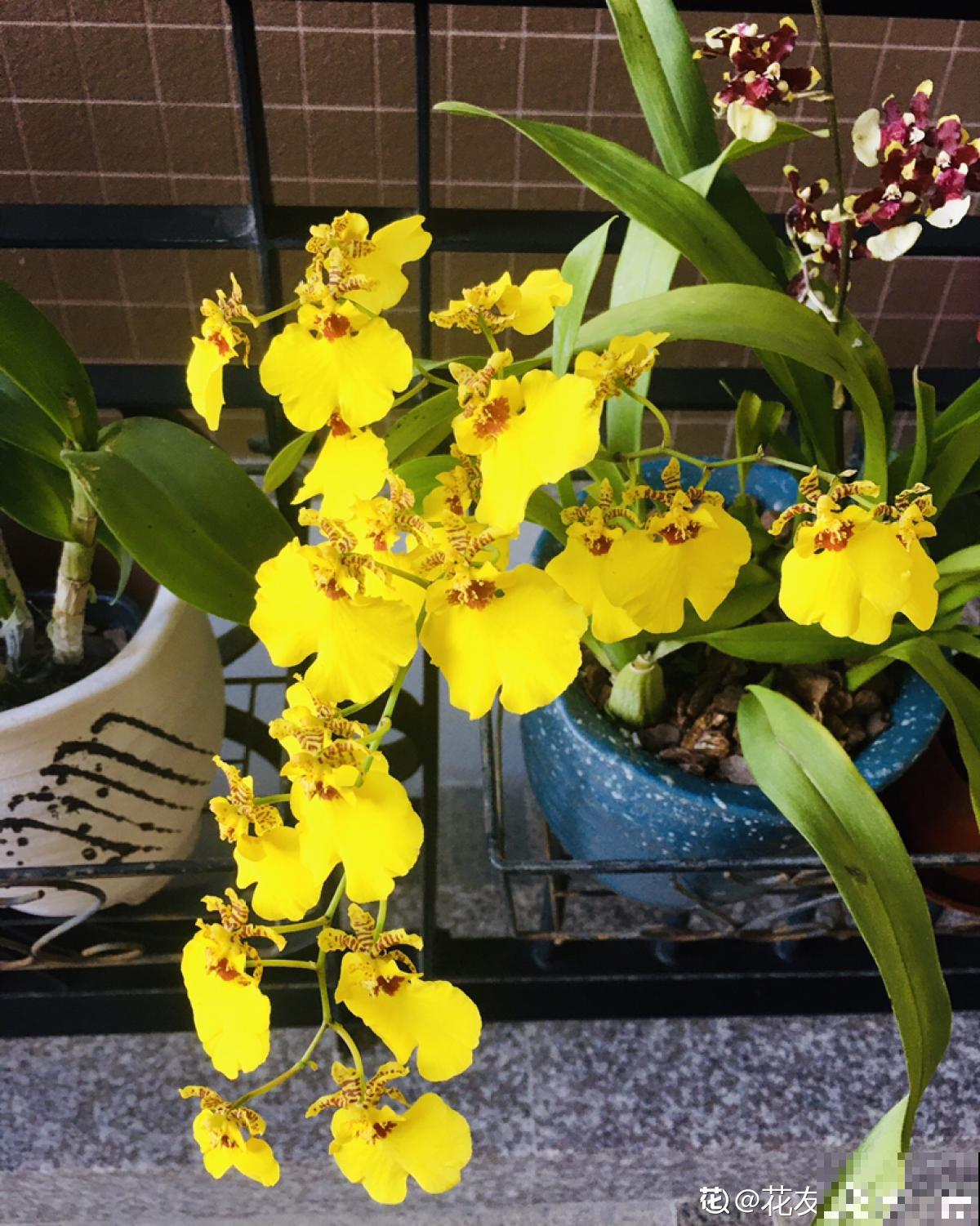 5种花,光听名字就很美,看到实物后,网友感叹:名不虚传 5种花,光听名字就很美,看到实物后,网友感叹:名不虚传