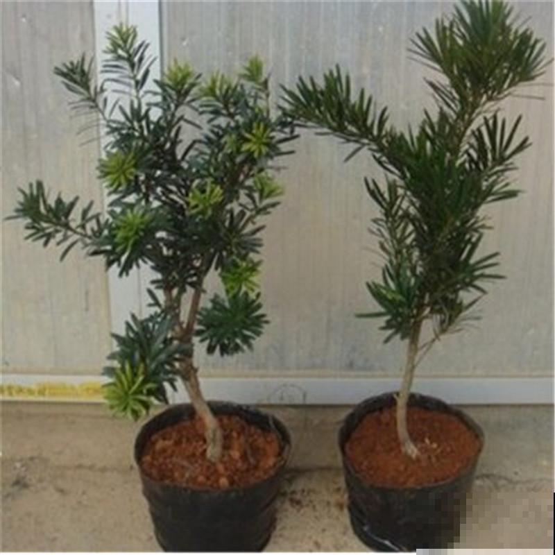 不用费心的绿植，办公室养这3种花，寓意又好又健康