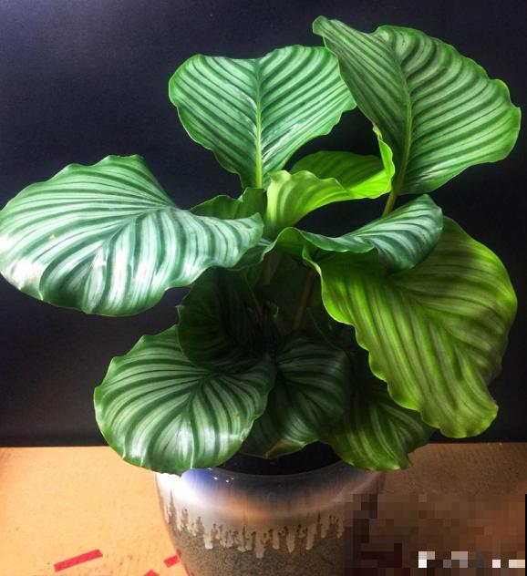 5步种好青苹果竹芋，家中就能打造“青苹果乐园”