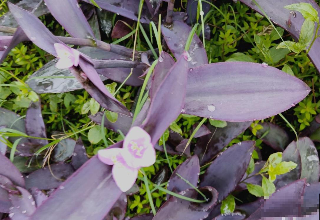 紫竹梅的5个种植关键点，你都知道吗？