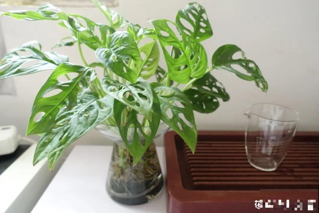 10种花,看着贵气有格调,实际价格很便宜 10种花,看着贵气有格调,实际价格很便宜