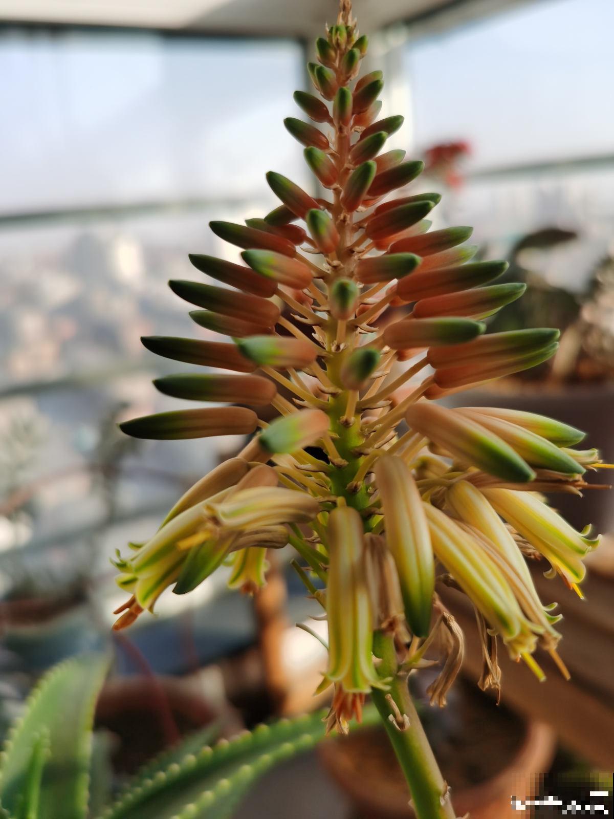 家里养的芦荟，开出一串大花箭，好运气要来了？