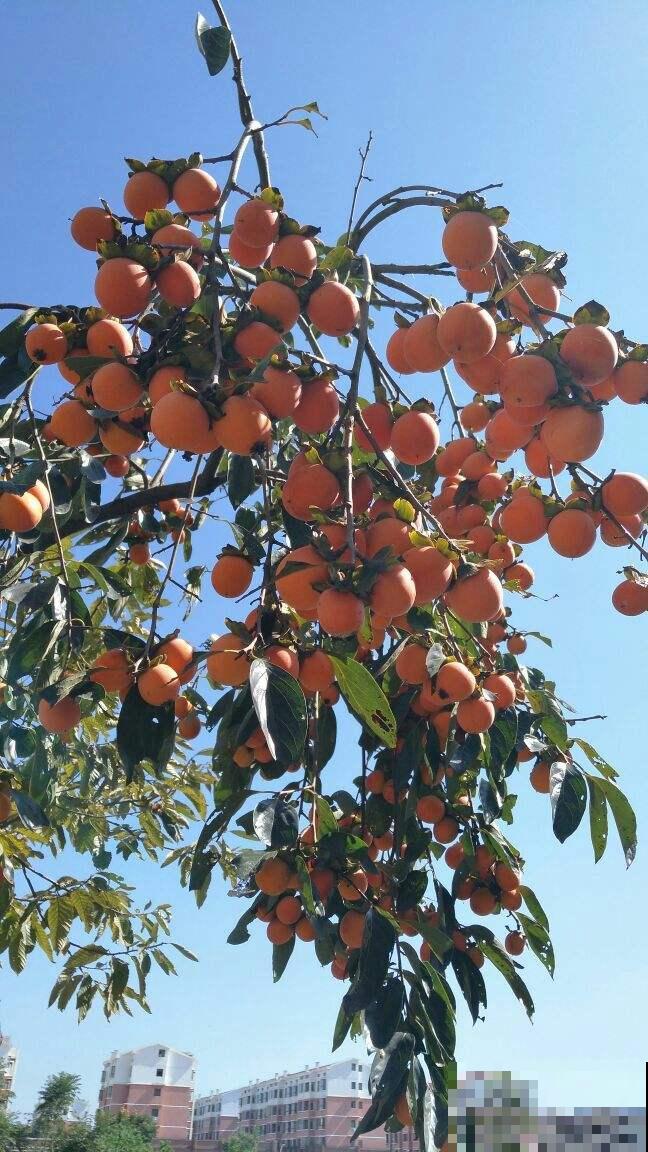 柿子树结果质量差，只差夏季的3步修剪，现在做还来得及