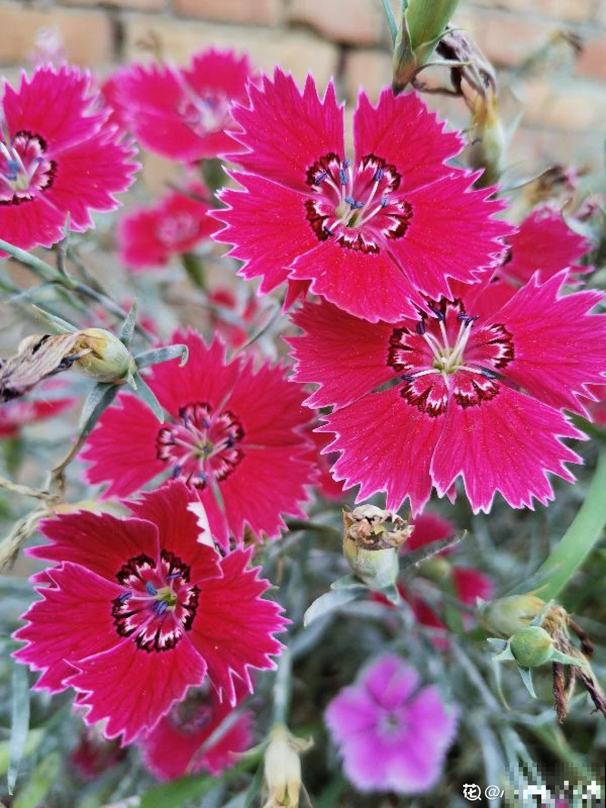 4种花正是秋播好时候,播种技巧要学会,冒出满盆小绿芽 4种花正是秋播好时候,播种技巧要学会,冒出满盆小绿芽