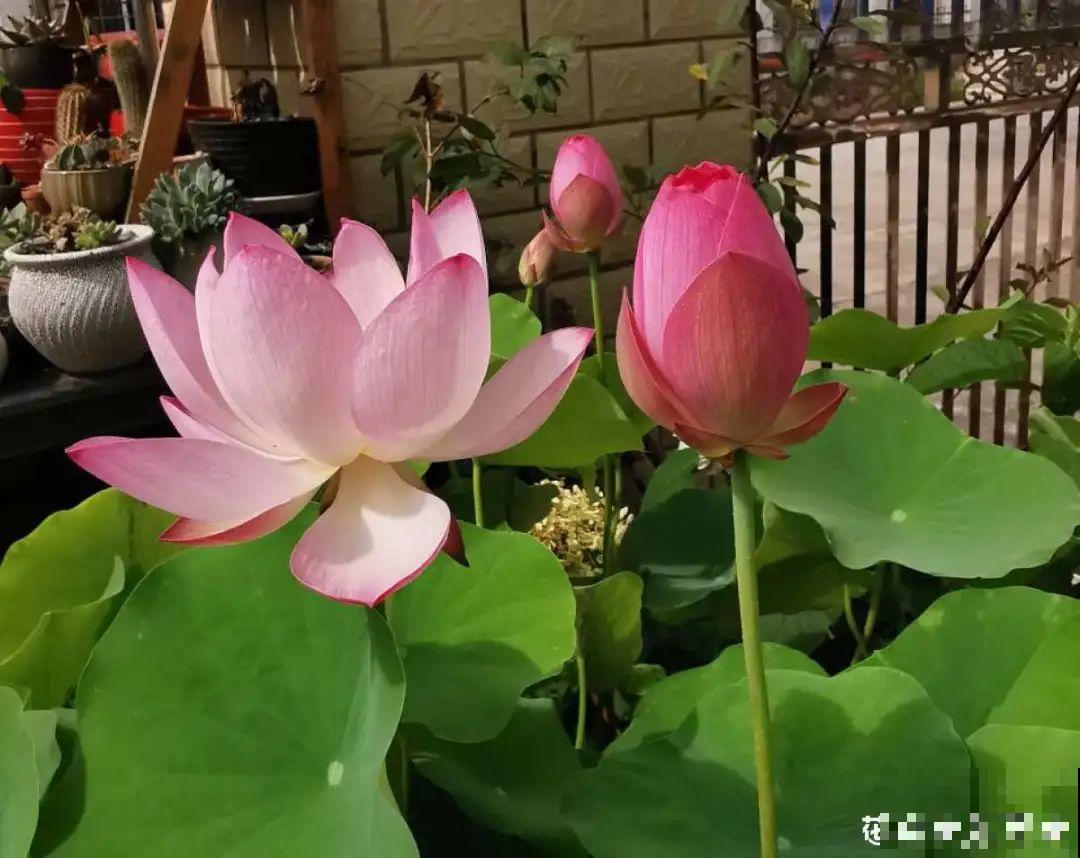 三伏天超美的10种花,妥妥的“开花楷模”,你养了几种? 三伏天超美的10种花,妥妥的“开花楷模”,你养了几种?