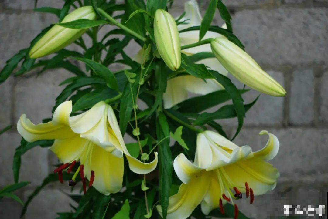 百合开花后，养分消耗太大，补充肥料是关键