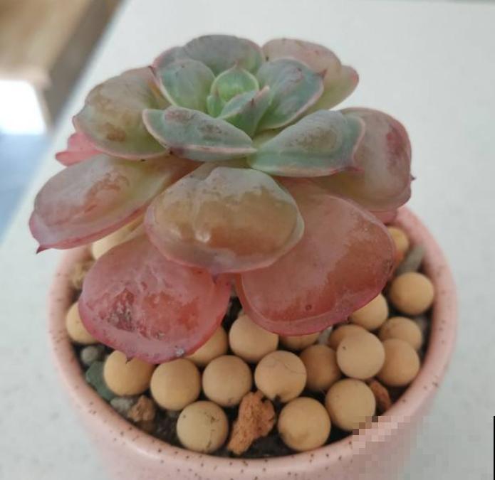 夏天养多肉,这3种情况不能忽略,不然多肉都死 夏天养多肉,这3种情况不能忽略,不然多肉都死