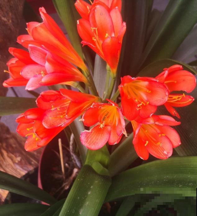 80种常见植物图解，出门识花不求人，倍儿有面子