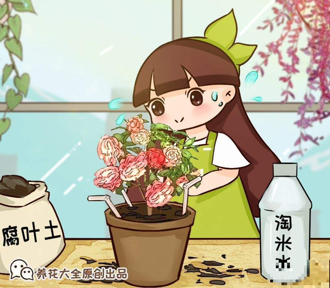 好看就能养活？5种好看但难养的花，小白难养活