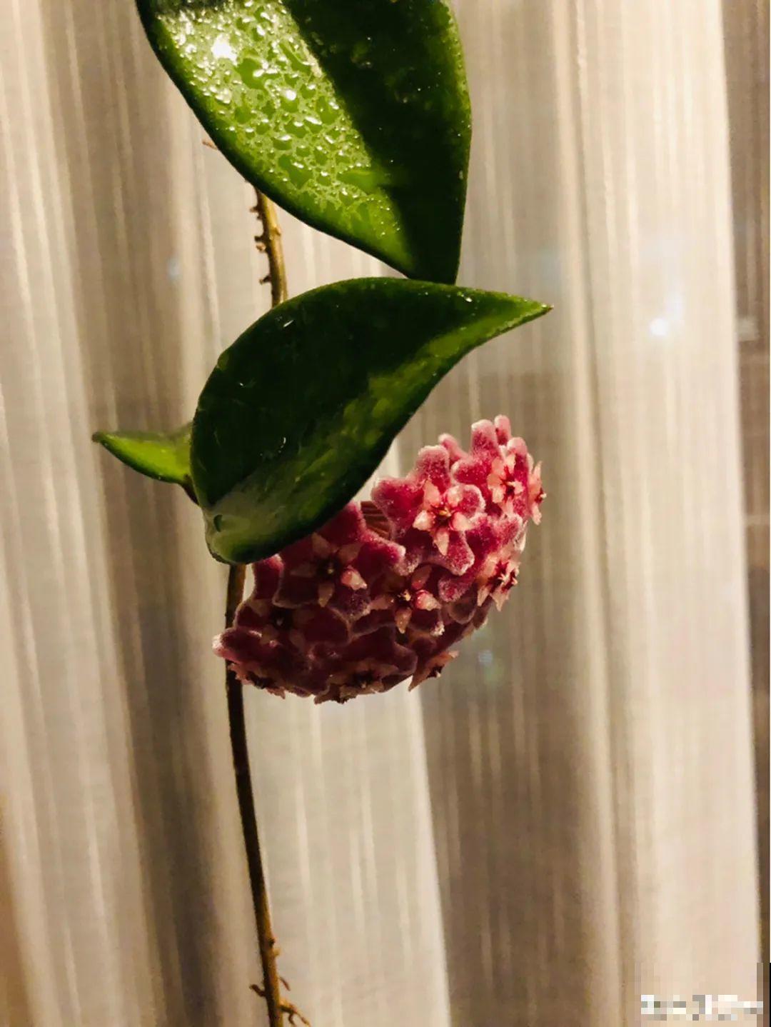 夏天看见气生根,赶紧剪下来,插土里就活 夏天看见气生根,赶紧剪下来,插土里就活