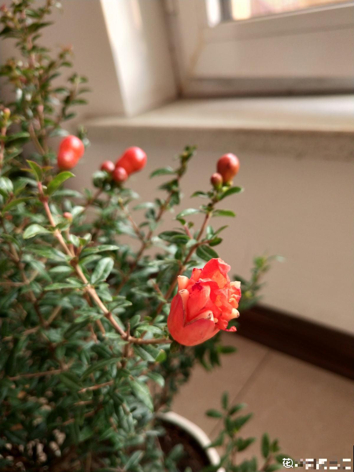 家有庭院,养好石榴盆栽,好运自然来 家有庭院,养好石榴盆栽,好运自然来