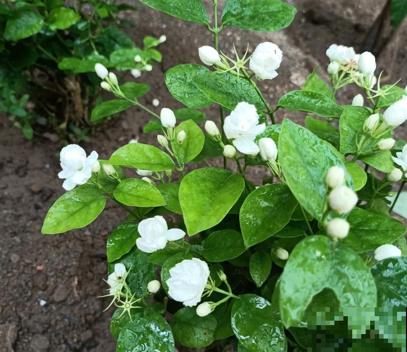 2种难养的花要注意，一不小心全挂掉，快来避坑！