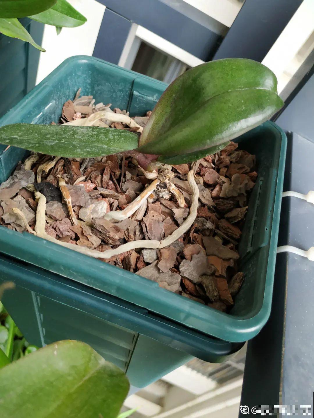 6种花夏天难养，贴土面砍一刀，新芽呼呼冒