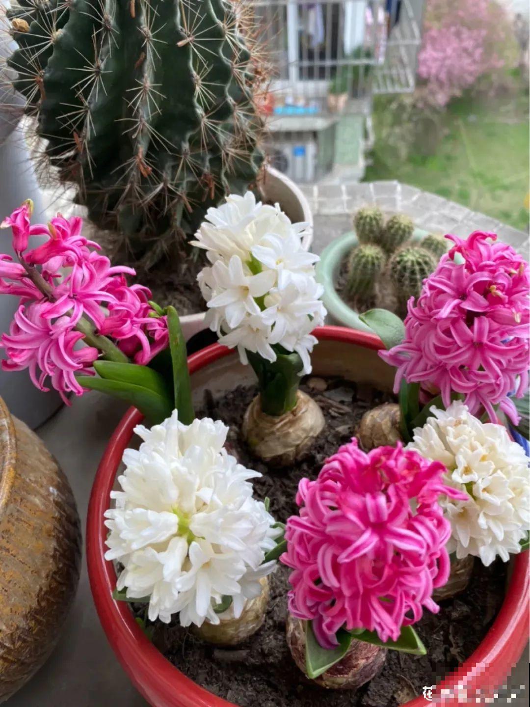 现在适合种11种花，耐寒好养活，呼呼开花爆盆