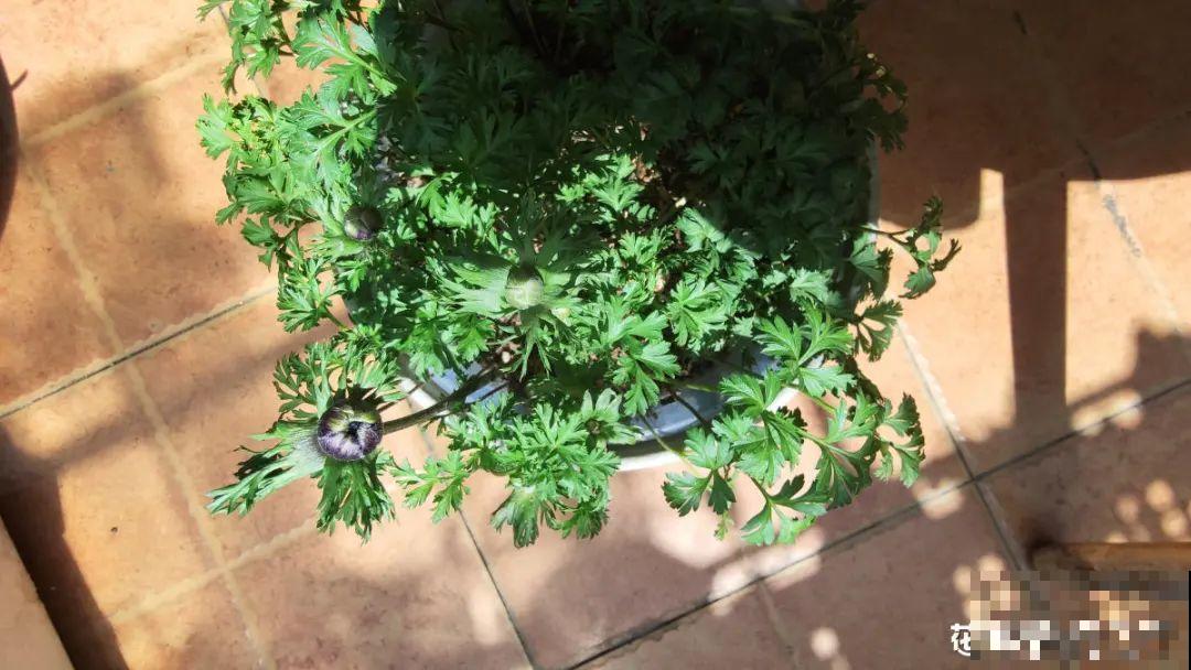 特有气质的小众花,颜值超高,温度零下也能活 特有气质的小众花,颜值超高,温度零下也能活