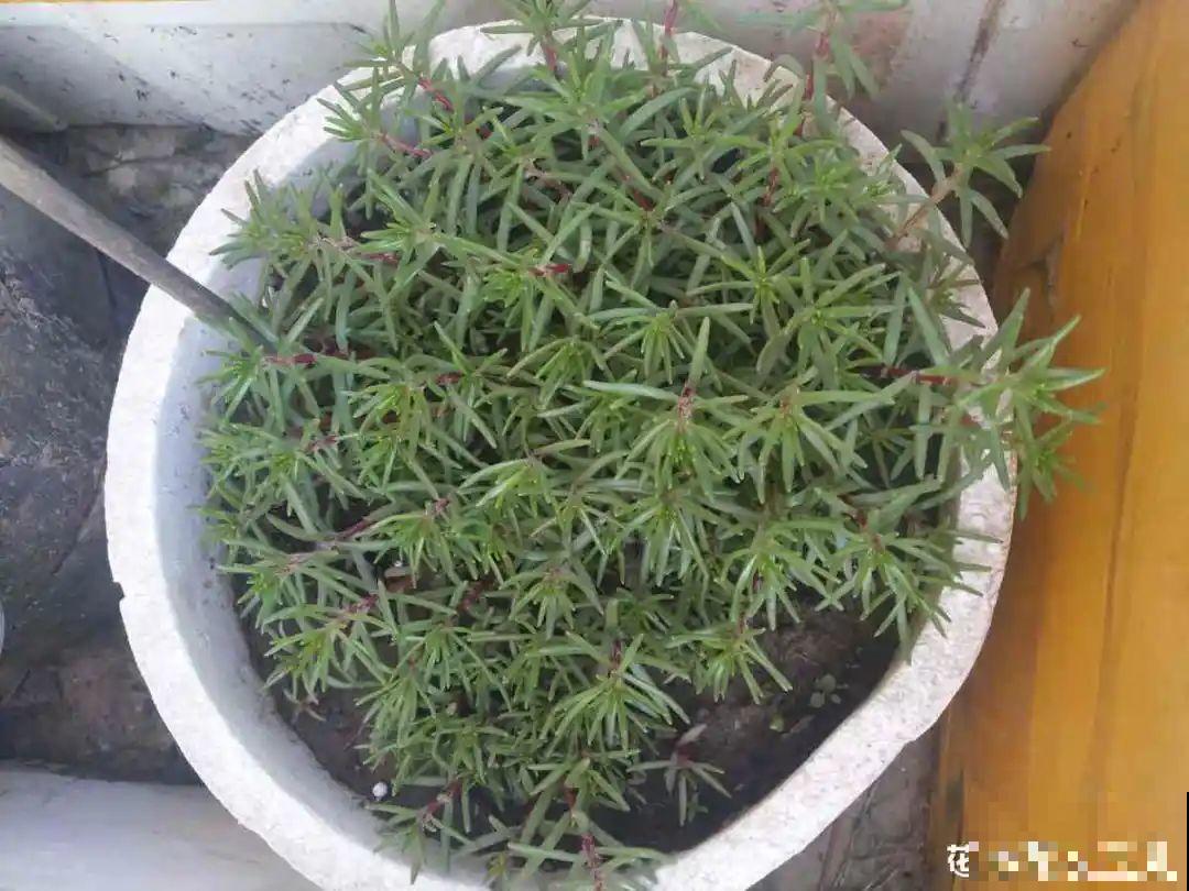 茉莉一长高就剪，别舍不得， 剪对了能快速复花