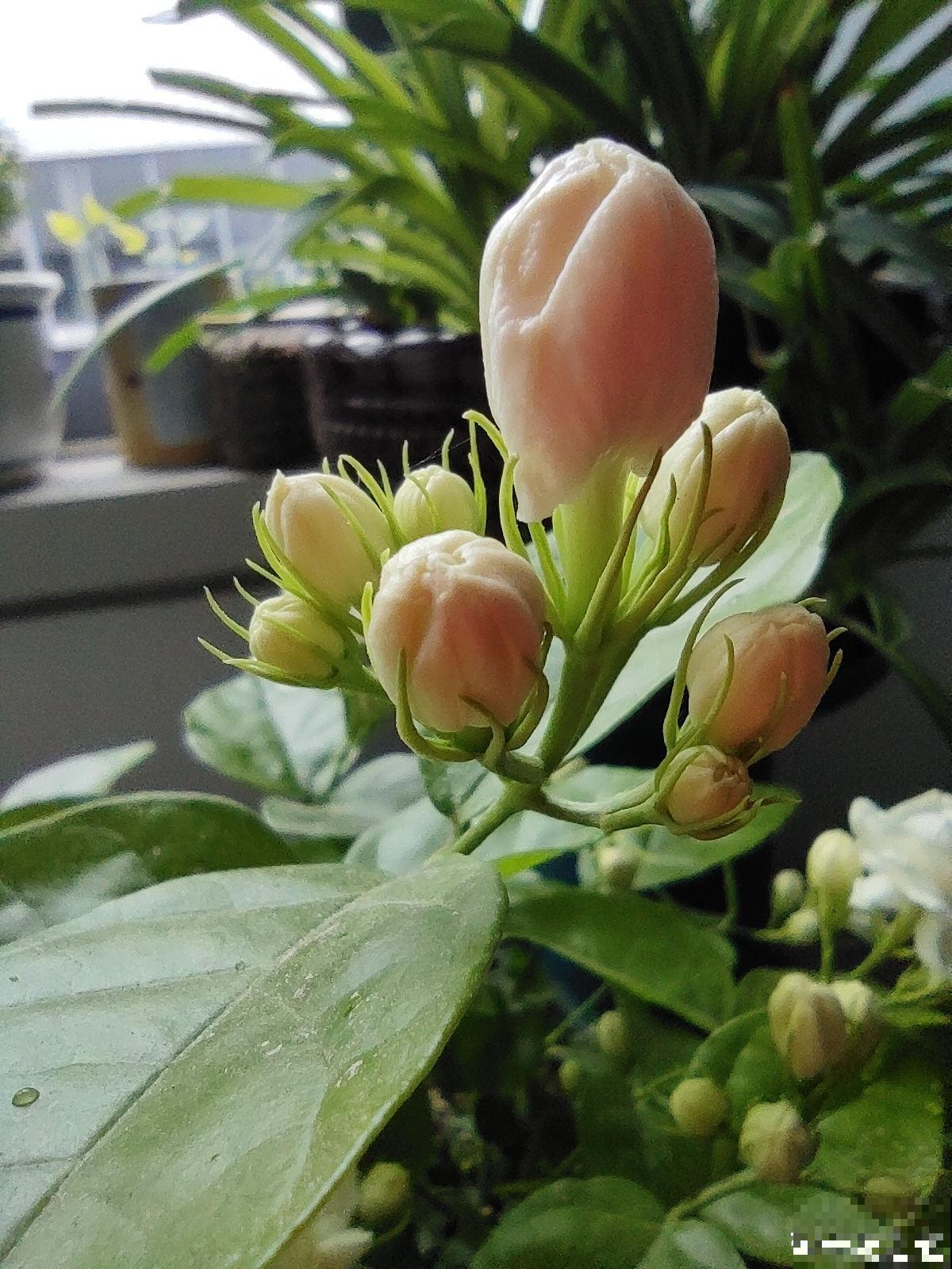 养花用点“酸酸水”,花长得特旺,叶子绿得直滴油 养花用点“酸酸水”,花长得特旺,叶子绿得直滴油