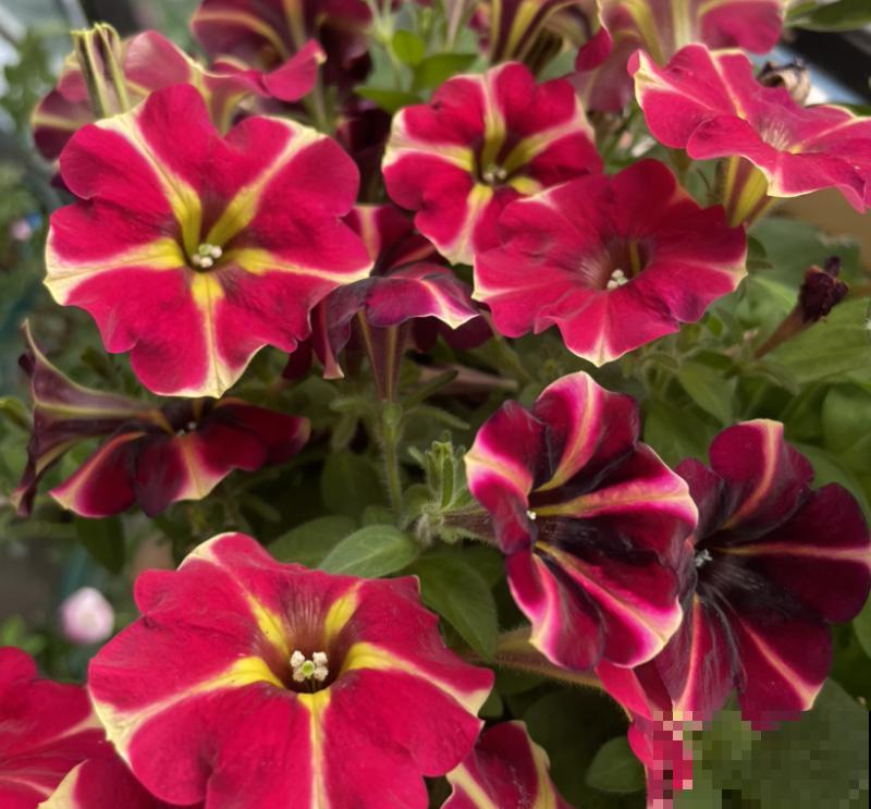 梅雨季养花,一定要注意5要点,不然花全涝死了 梅雨季养花,一定要注意5要点,不然花全涝死了