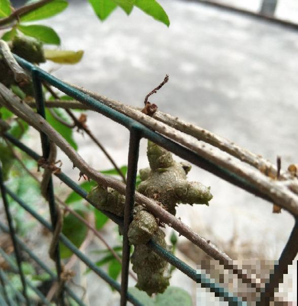 老中医爱养的60种植物，图文并茂特详细，种一盆养人养身心