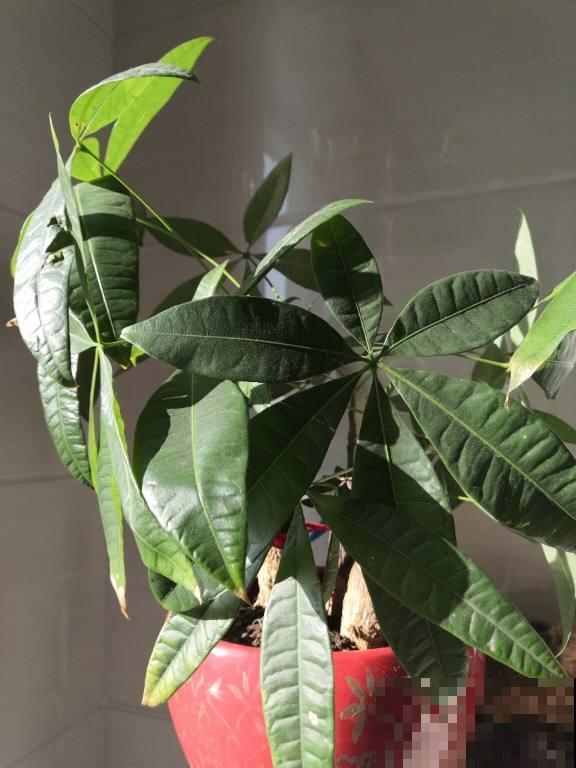 养发财树,记住一个“剪”字,新叶子呼呼冒 养发财树,记住一个“剪”字,新叶子呼呼冒