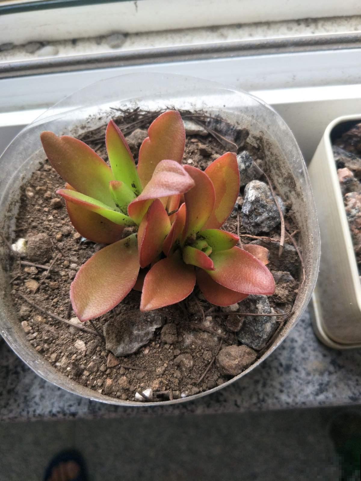 想在夏天养多肉?看看这5种,放在阳台无压力 想在夏天养多肉?看看这5种,放在阳台无压力