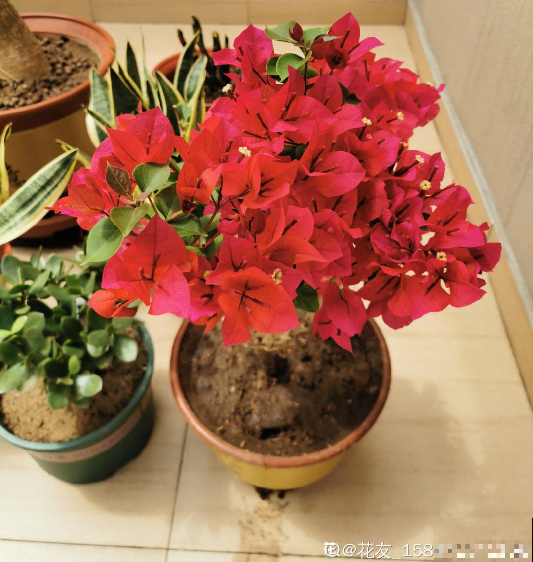 7种花，立秋后换盆，秋冬才能越养越好