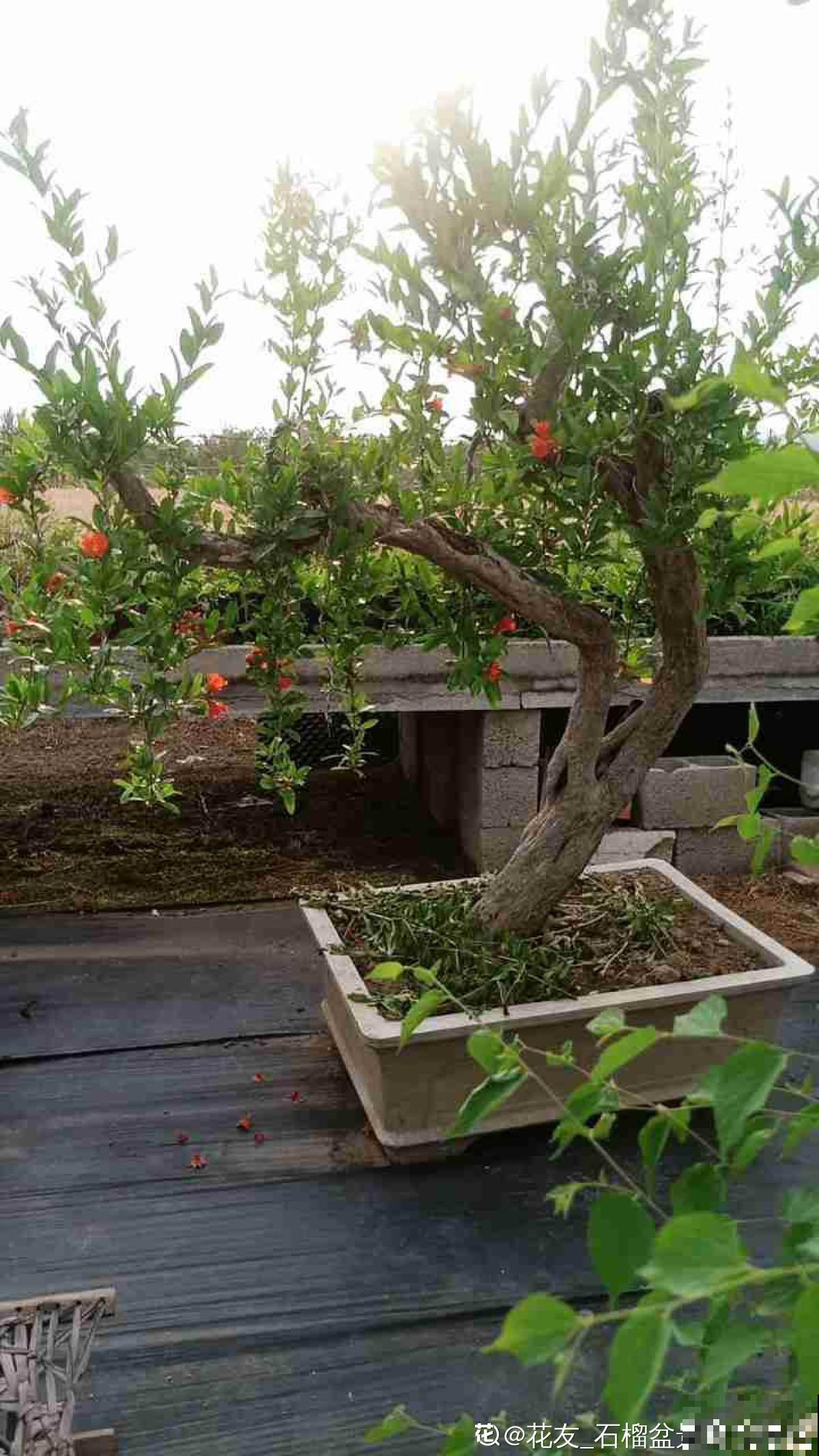 一棵石榴树，只需6步养护，就能边赏花边吃果