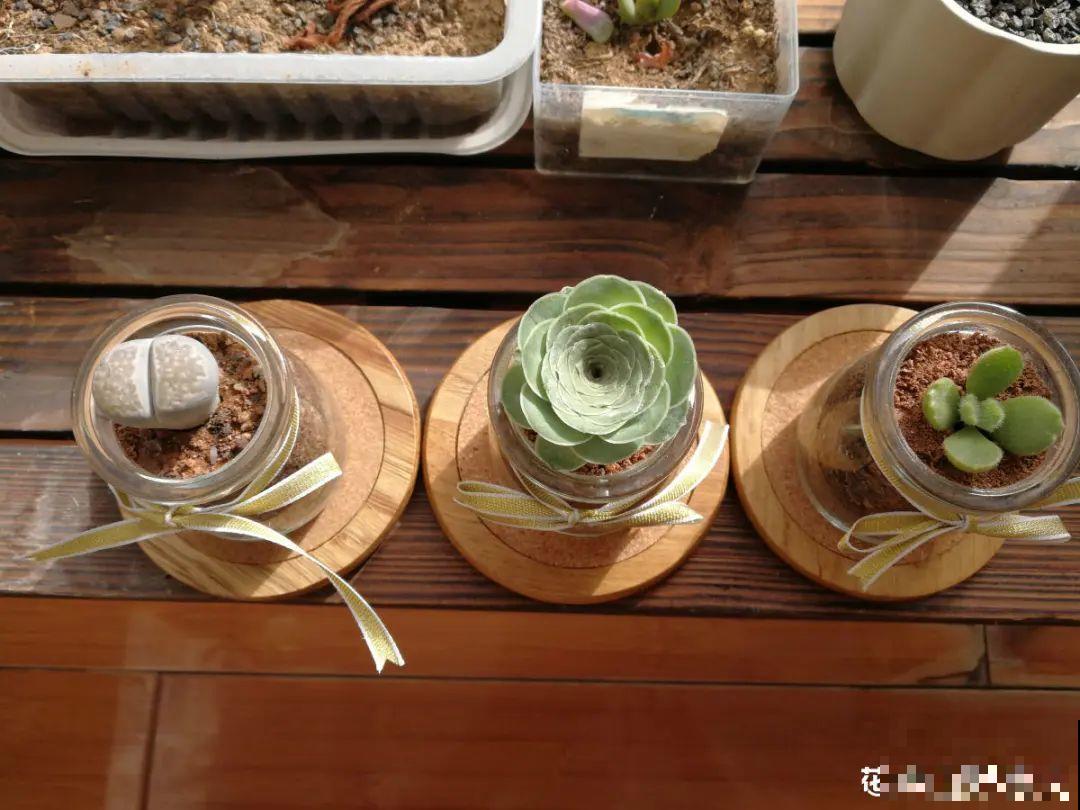 旧筷子、老干妈瓶别扔，拿来养花效果好，省下一笔养花钱