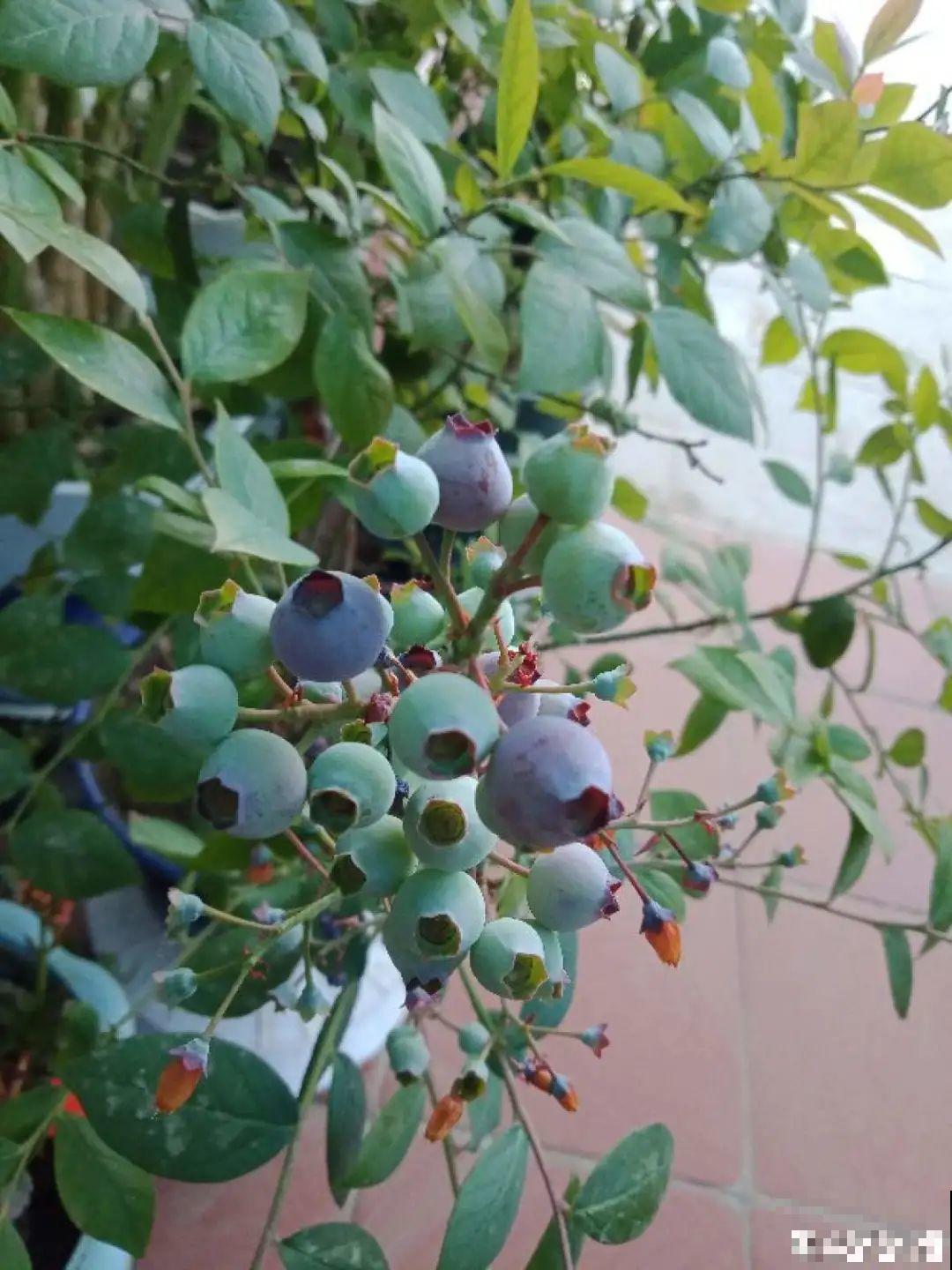 家里种盆无花果,想要结果很容易,省下一笔水果钱 家里种盆无花果,想要结果很容易,省下一笔水果钱