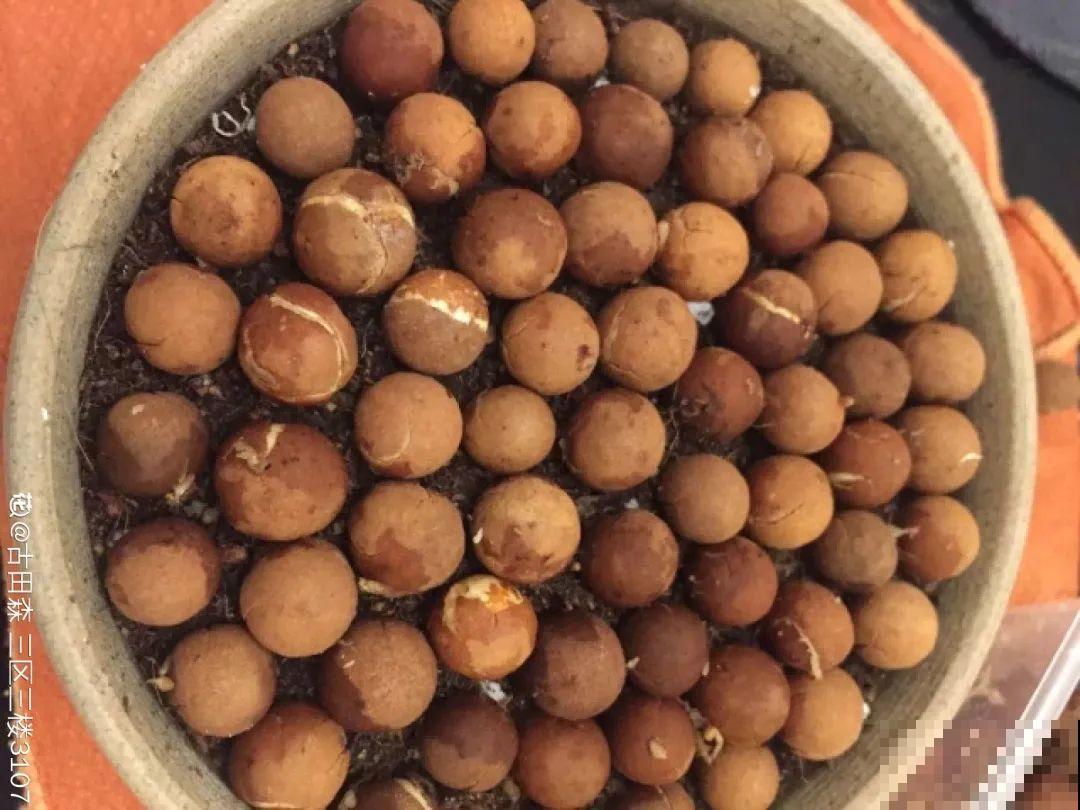 江西无蚊村,种满“驱蚊树”,一年四季没蚊子 江西无蚊村,种满“驱蚊树”,一年四季没蚊子