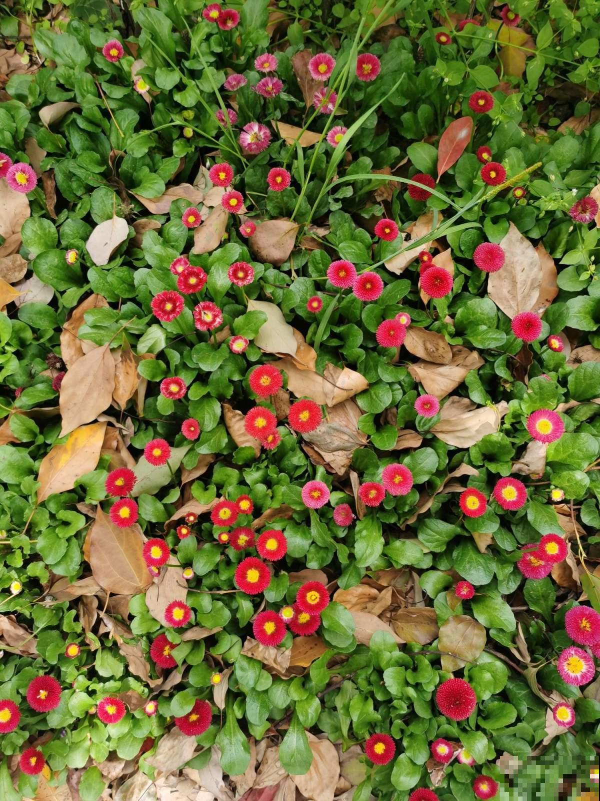 炎炎夏日，要想养花省心，非小雏菊莫属