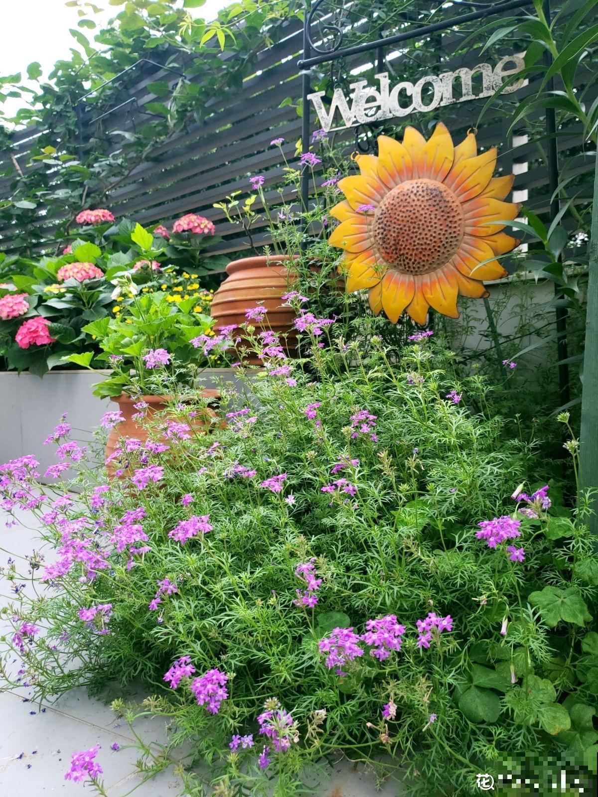 怀孕辣妈超爱养花，亲力亲为建花园，现在人人都羡慕