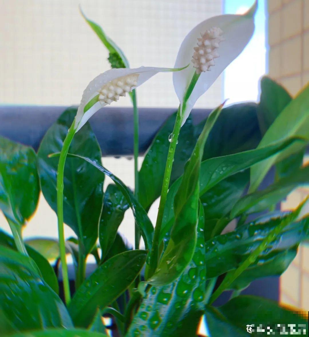 夏天养花，就怕乱浇水，千万不能积水